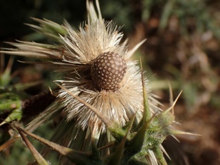 P8076772a.jpg
